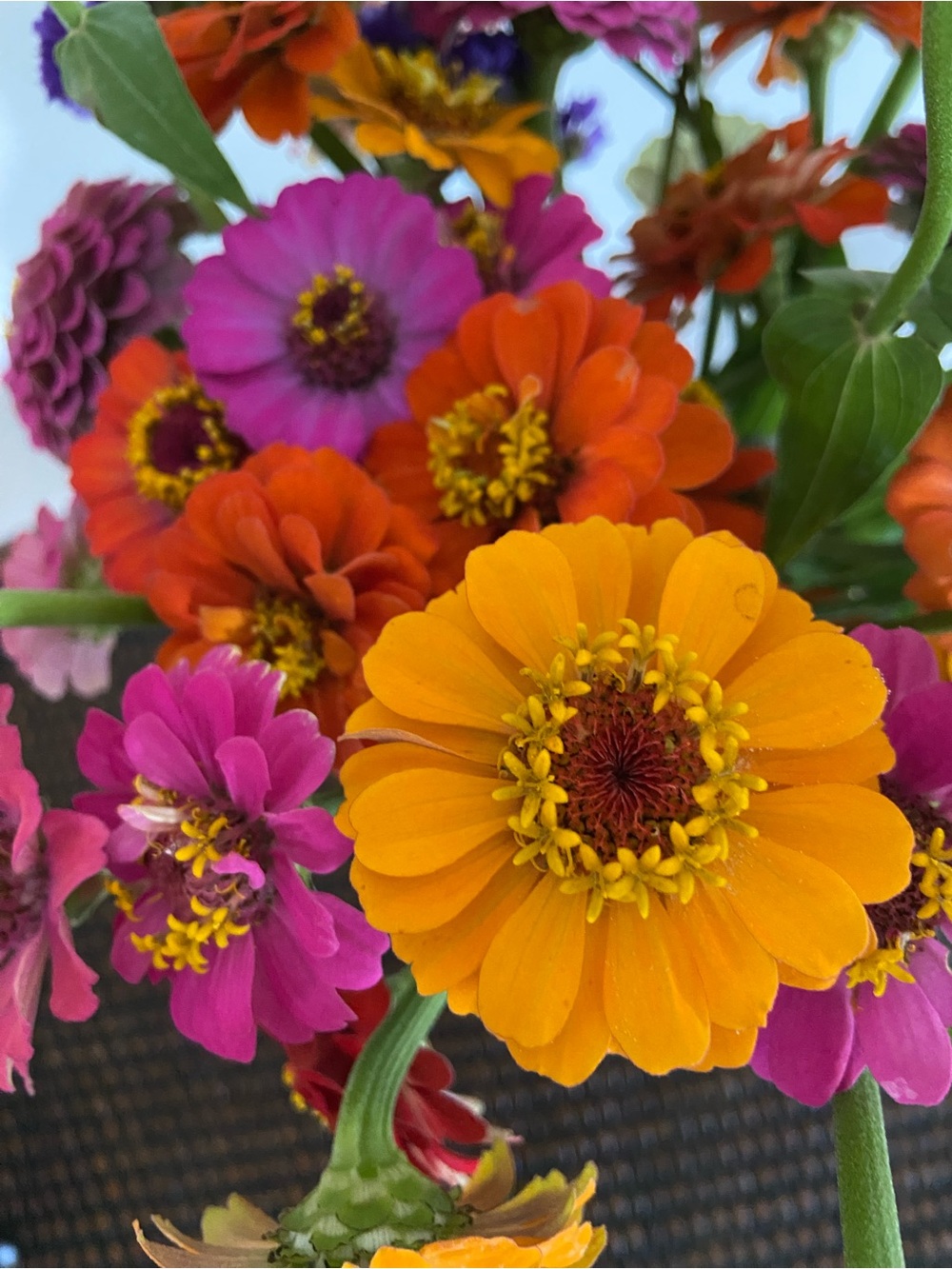 Zinnia Seeds 2026 Northern Lights Persian Carpet Vibrant Combo Cottagecore DIY